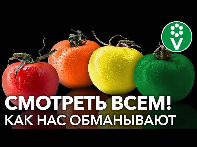 Как нас обманывают продавцы семян томатов