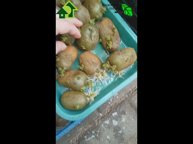 Картофель даст урожай на 2 недели раньше