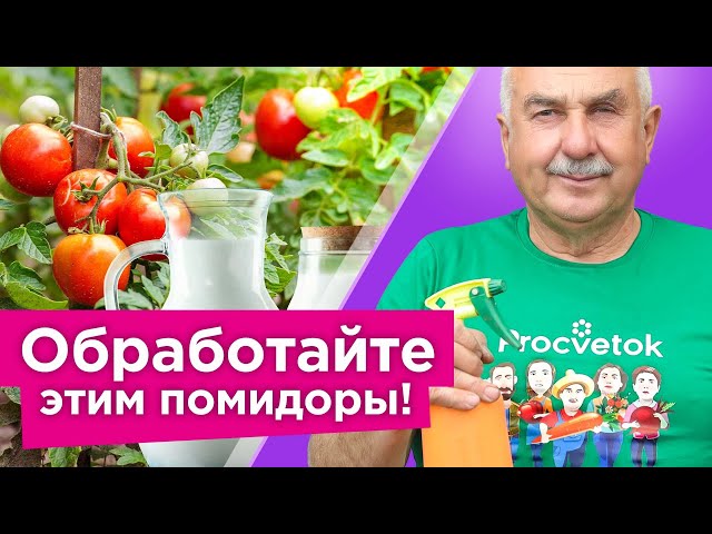 Забудьте о болезнях и вредителях на томатах
