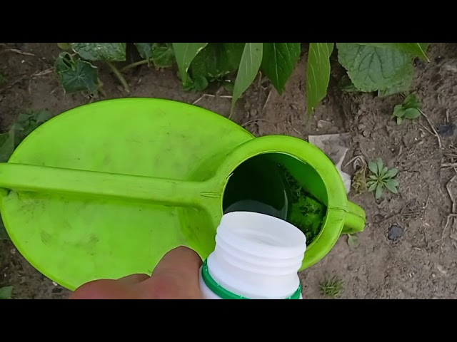 Как правильно разводить актару для огурцов, томатов и других растений
