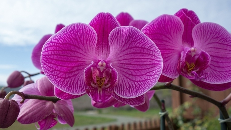 Правильный уход за орхидеей, а также выбор грунта и пересадка