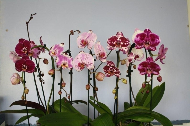 Оптимальный полив для орхидей