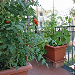 Мини-огород на вашем балконе