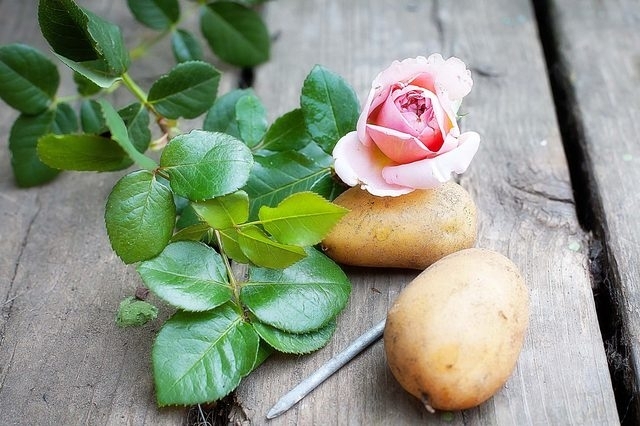 Как вырастить розу из картошки