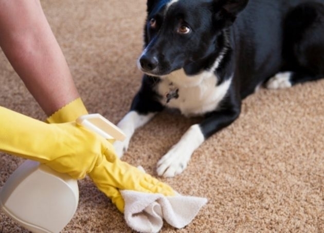 Как очистить ковер от мочи домашних животных