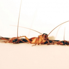 Как избавиться дома от тараканов