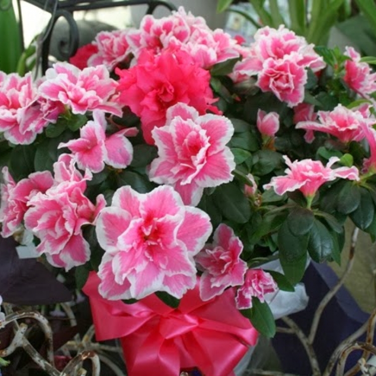 Иксора (Ixora). Комнатные растения, Растения, Комнатное садоводство