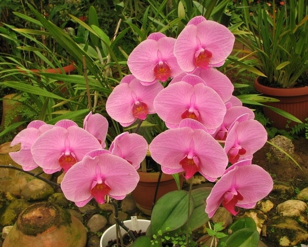 Фаленопсис Розовый (Phalaenopsis Rosea)