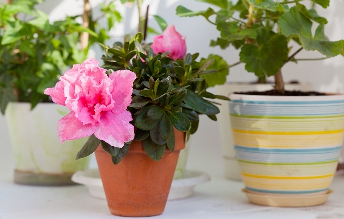 15 лучших ароматных комнатных растений