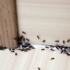 Все что вам нужно знать, чтобы избавиться от муравьев в доме