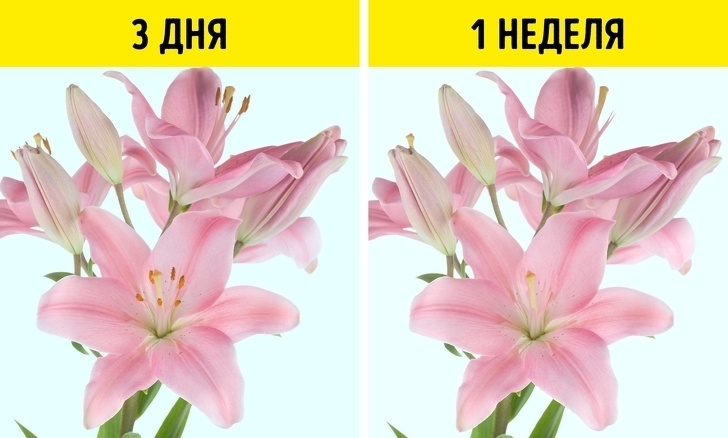 Эффективные и необычные способы оживить цветы о которых знают только флористы