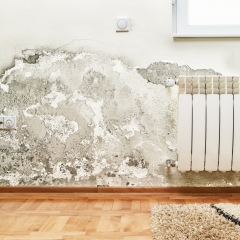 Как обработать стены от плесени в домашних условиях
