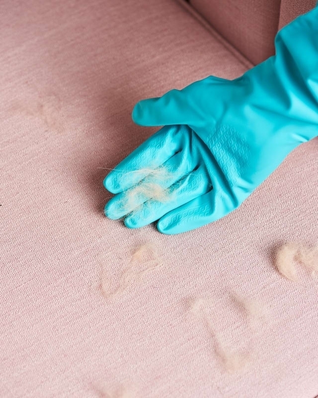Как удалить шерсть домашних питомцев с помощью резиновой перчатки