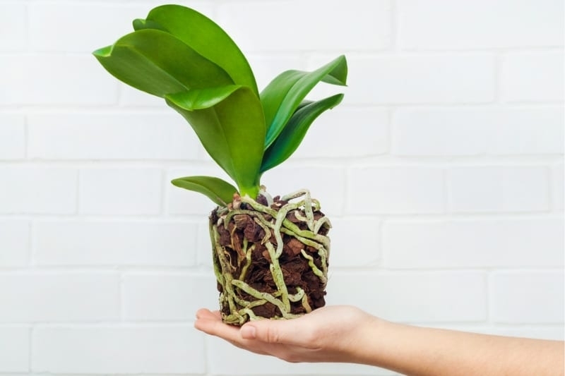 Как сохранить в живых орхидею и увеличить период ее цветения: советы от пользователей Instagram