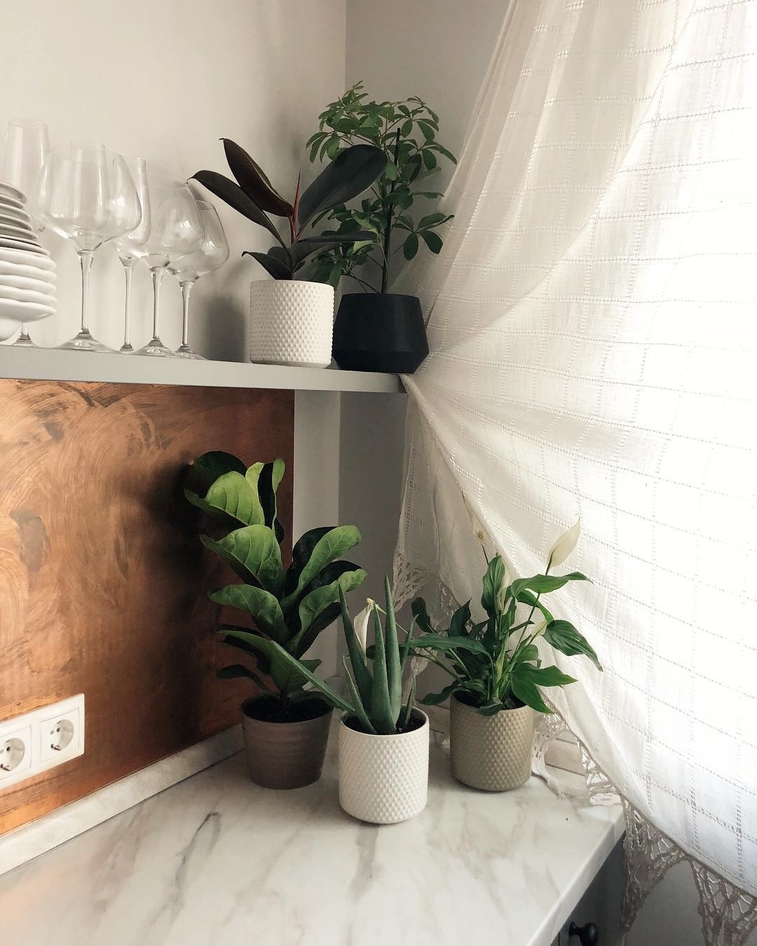 Как выбрать здоровые комнатные растения