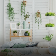 Как выбрать здоровые комнатные растения