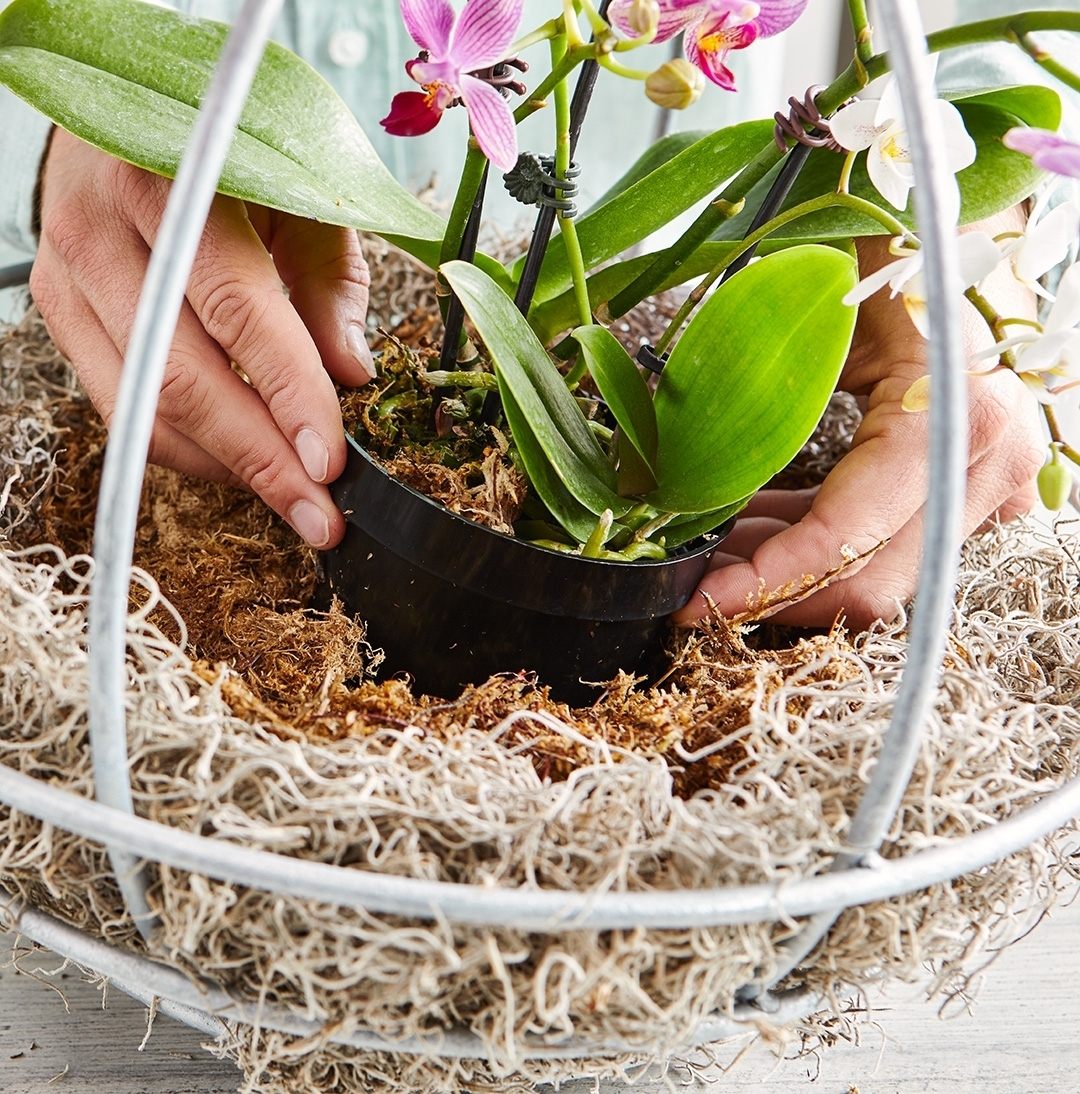 Как сделать подвесное кашпо для орхидеи