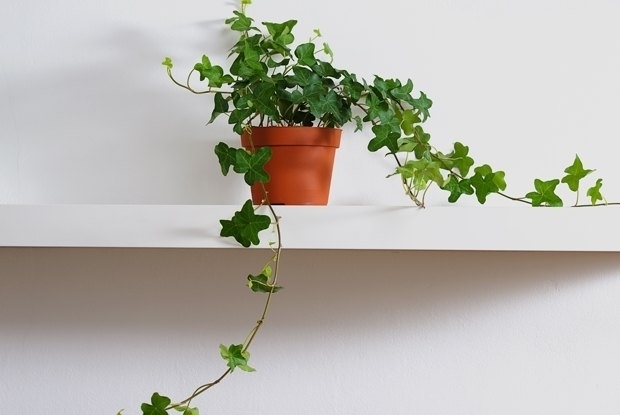 Инструкция: как пересаживать комнатные растения