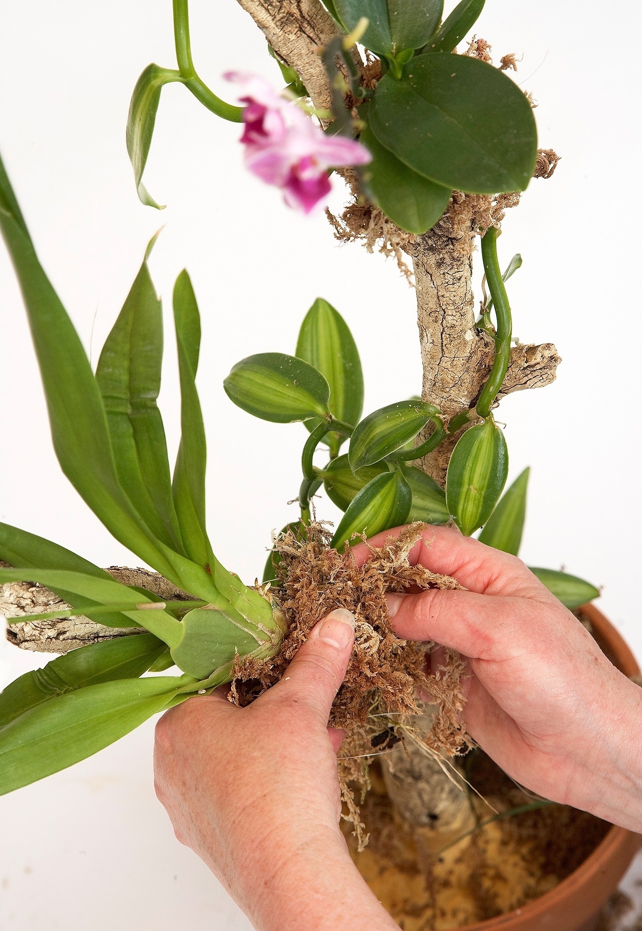 Как поливать орхидеи, выращенные в сфагновом мхе
