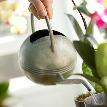 Как часто стоит поливать орхидеи?