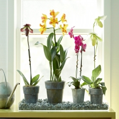 Как поливать орхидеи, чтобы получить красивые цветы
