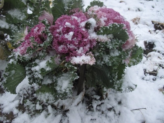 Какие растения нужно «утеплить» на зиму?