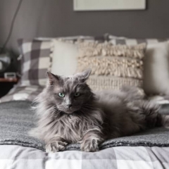Пусть ваш кот спит в вашей постели, это может быть полезно для вашего здоровья