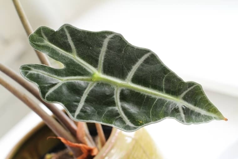 Можно ли убрать пыль с комнатных растений банановой кожурой?