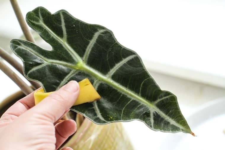 Можно ли убрать пыль с комнатных растений банановой кожурой?