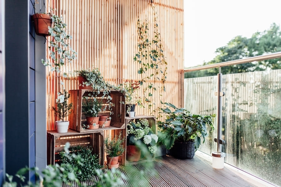 Контейнерный сад: озеленение в съемном жилье