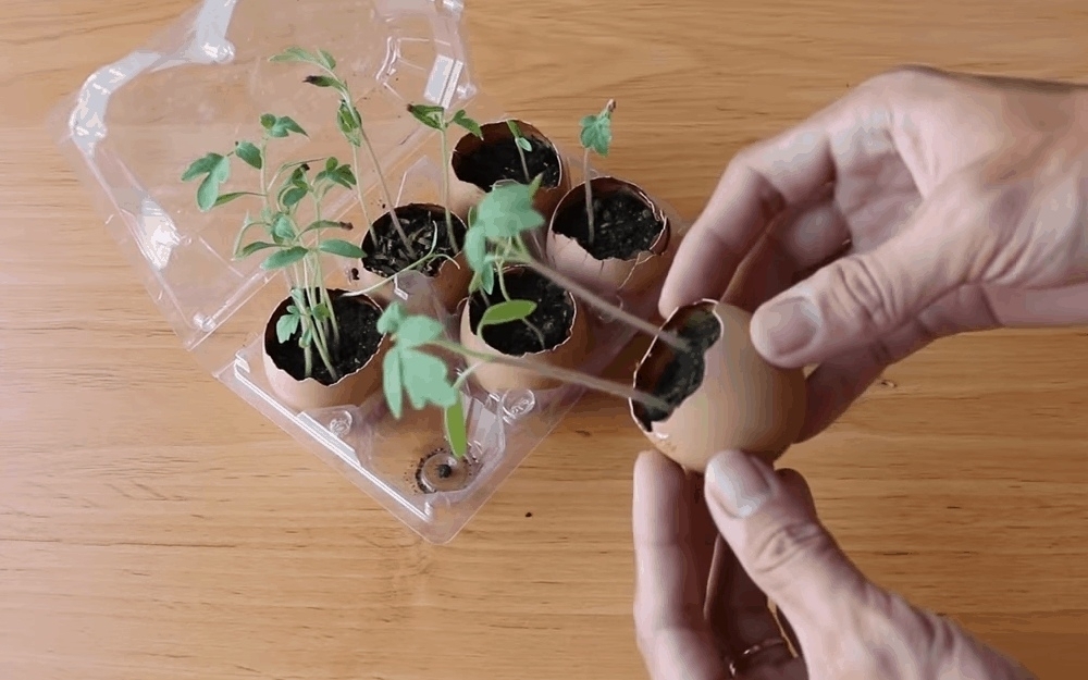 Как посадить рассаду томатов в скорлупе