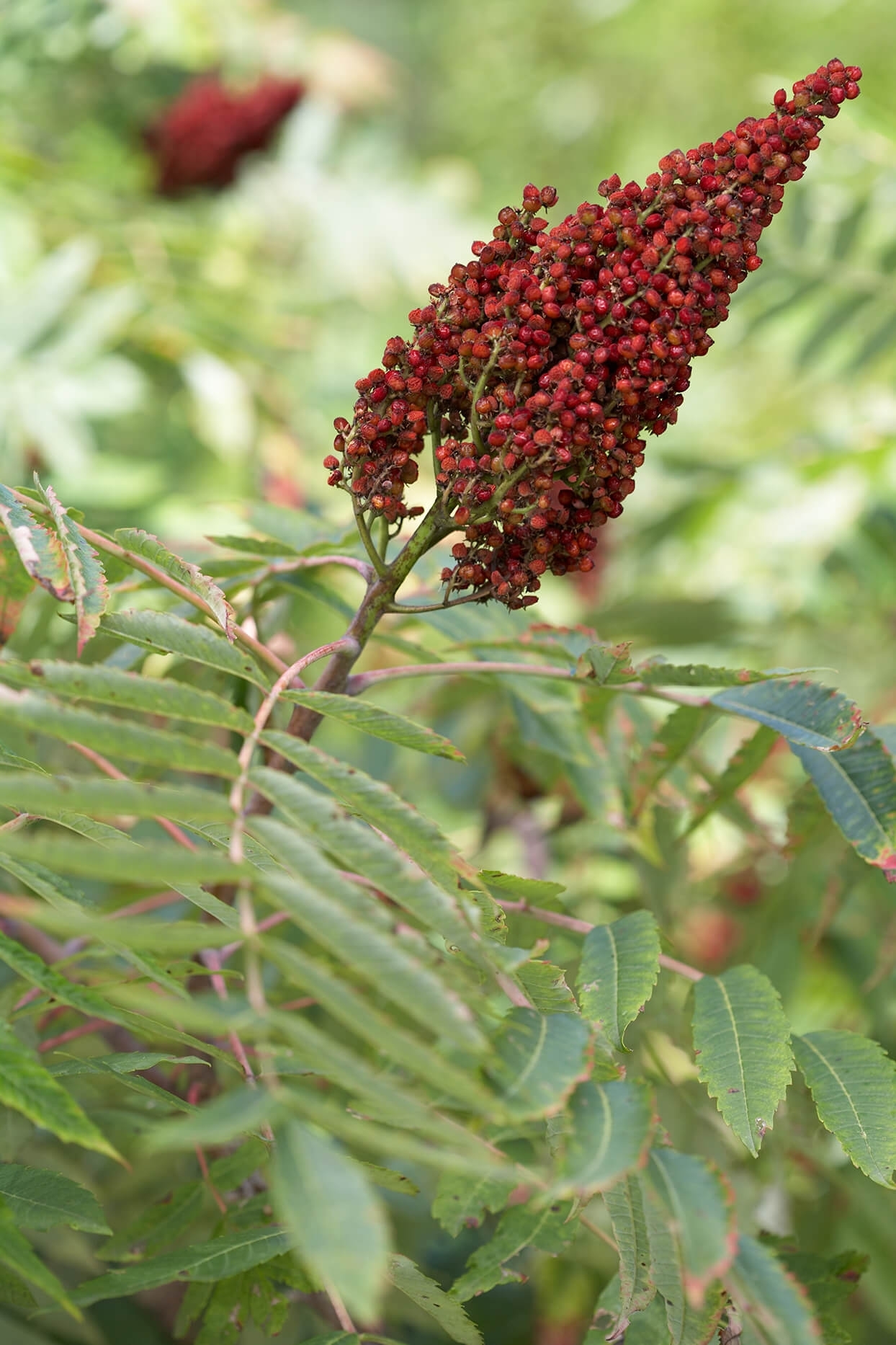 Сумах еда. Rhus typhina. Сумах Rhus typhina. Сумах дубильный (Rhus coriaria. Staghorn Sumac.