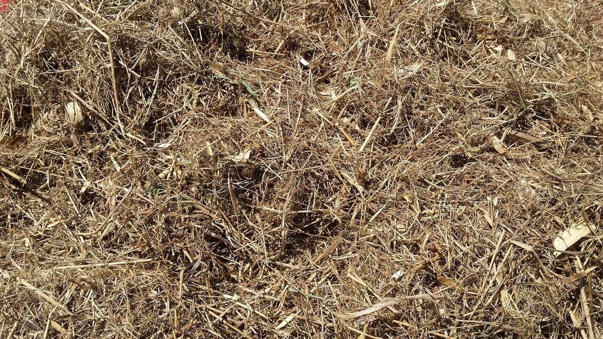 Домашние хитрости: 9 полезных способов использования скошенной травы