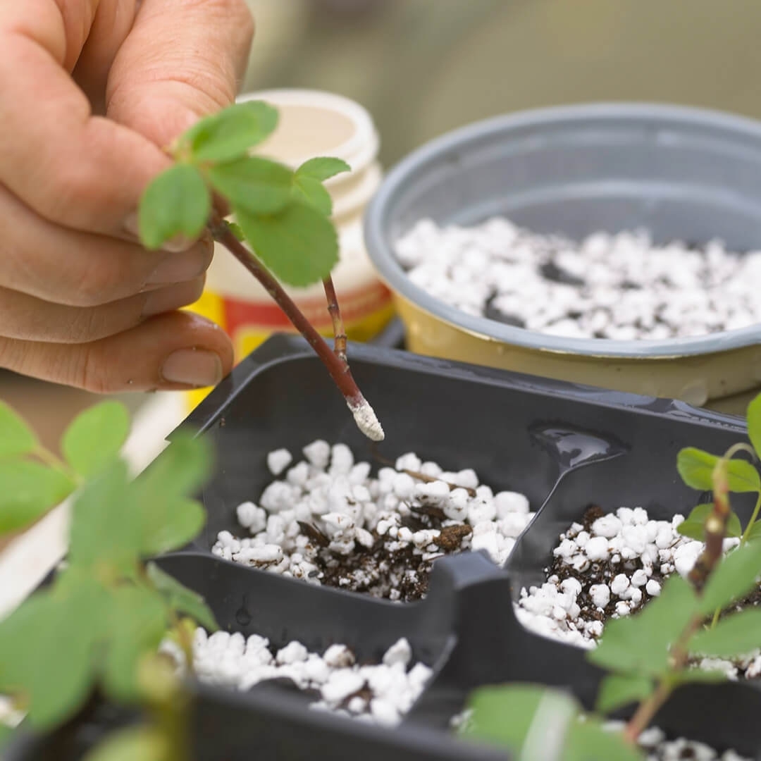 Как вырастить новые растения из черенков, чтобы вы могли заполнить свой сад бесплатно