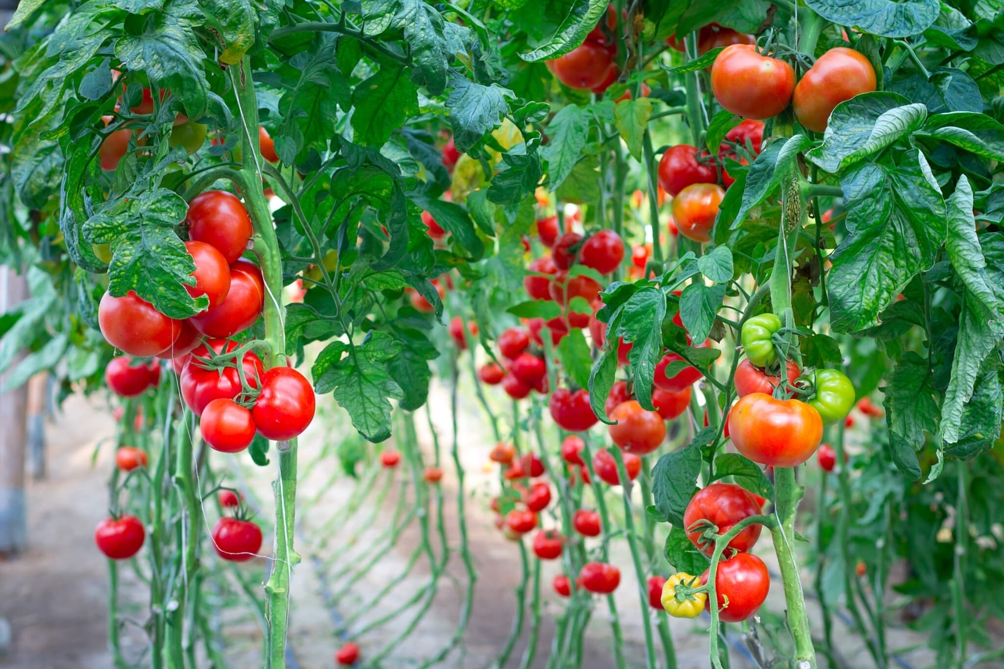 Эффективная подкормка помидоров. После неё томатов завяжется в 10 раз больше обычного!