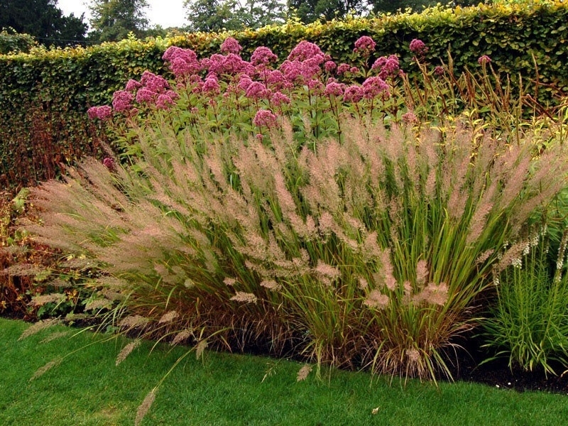 Декоративные травы для сада в ландшафтном дизайне