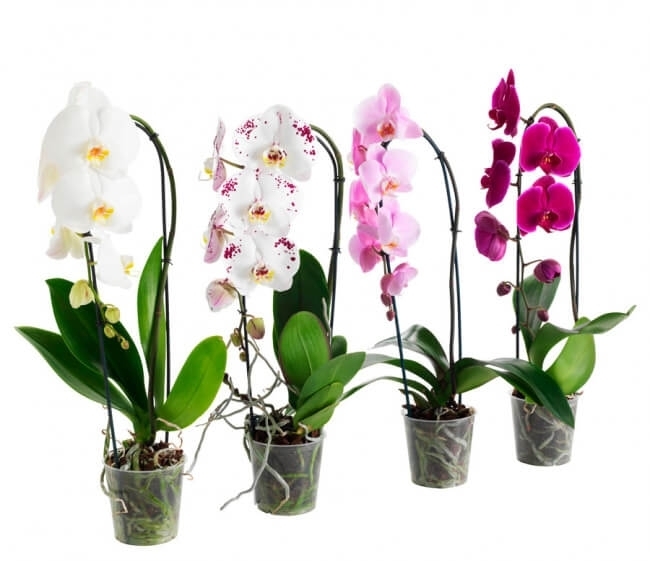 Уход за орхидеей: посадка и необходимые условия