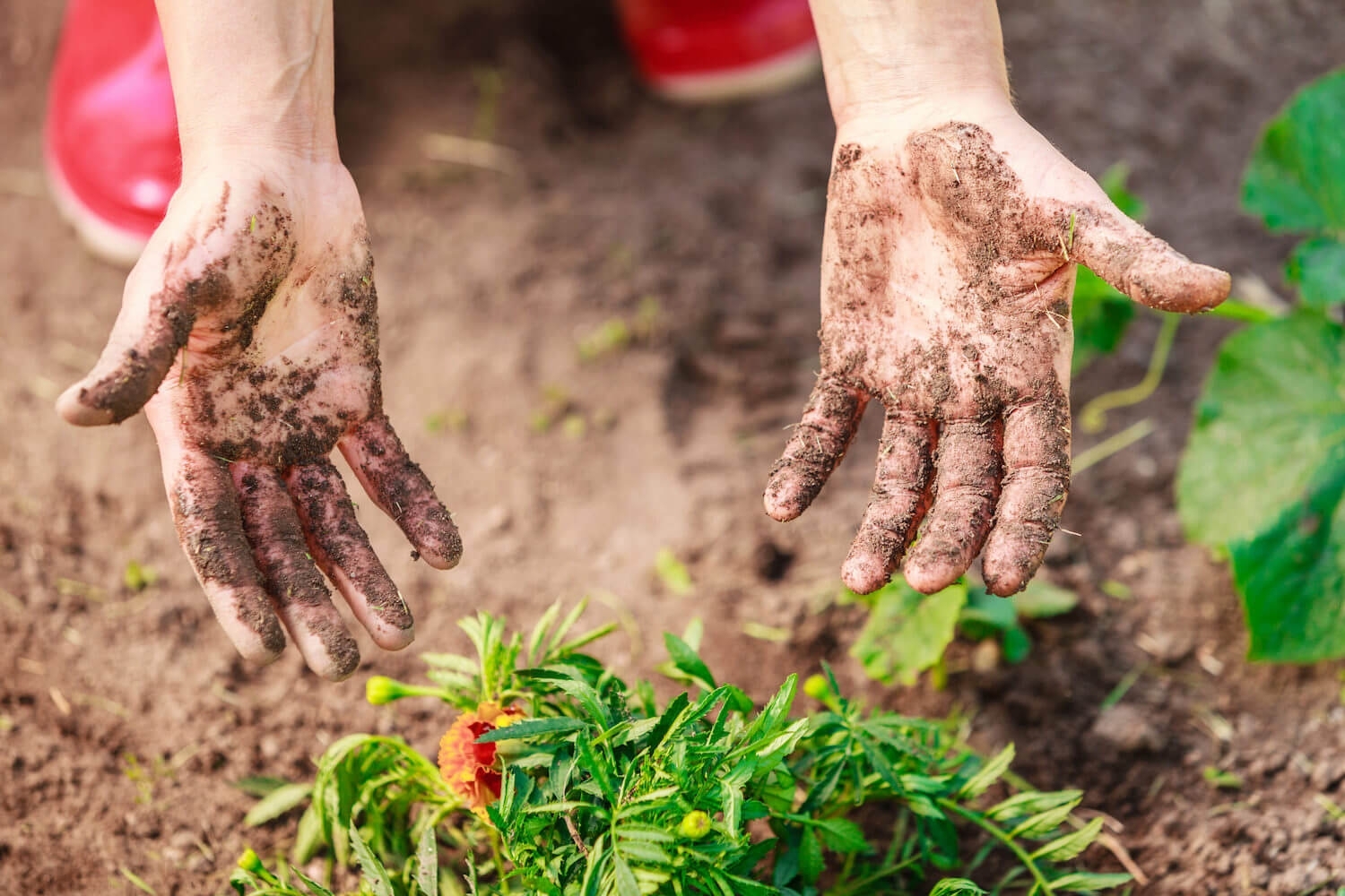 Как защитить руки при работе в огороде: полезные советы от садоводов