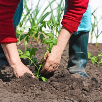 Как защитить руки при работе в огороде: полезные советы от садоводов