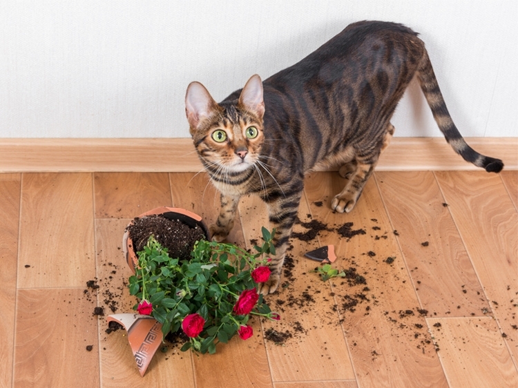 Почему кошки опрокидывают ваши вещи и как их остановить