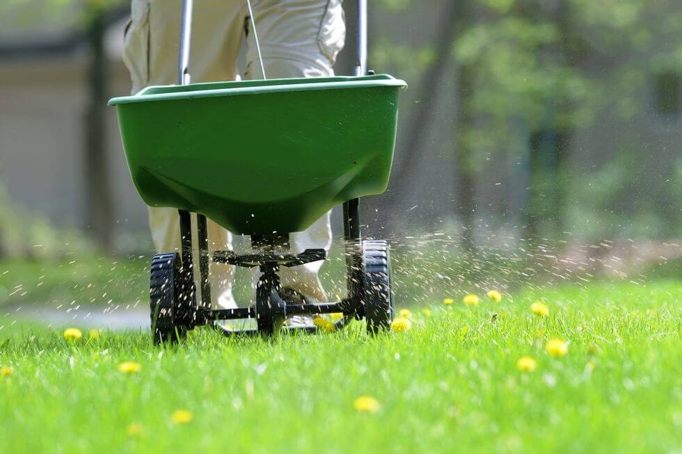 Пятна на газоне: что делать, чтобы ваш газон был идеально зеленым и здоровым