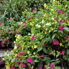 Идеи для сада: 9 ароматных цветов, которые цветут с наступлением заката