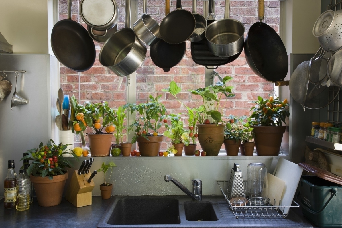 Какие виды комнатных растений подойдут для кухни