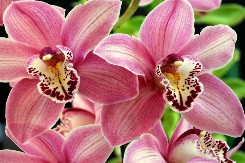Особенности выбора подходящего грунта для орхидей