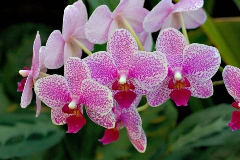 Удобрения для комнатных орхидей