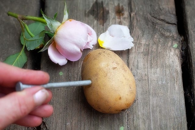 Как вырастить розу из картошки