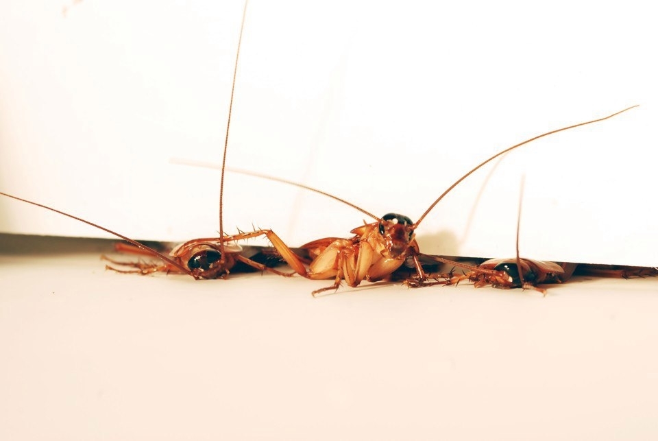 Как избавиться дома от тараканов