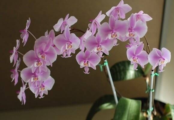 Фаленопсис Шиллера (Phalaenopsis Shilleriana)