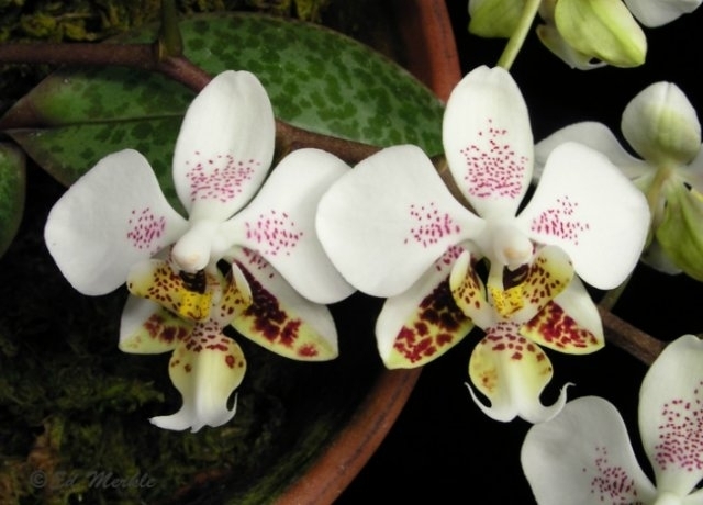 Фаленопсис Стюарта (Phalaenopsis Stuartiana)