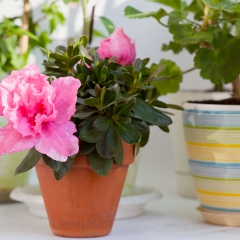 15 лучших ароматных комнатных растений